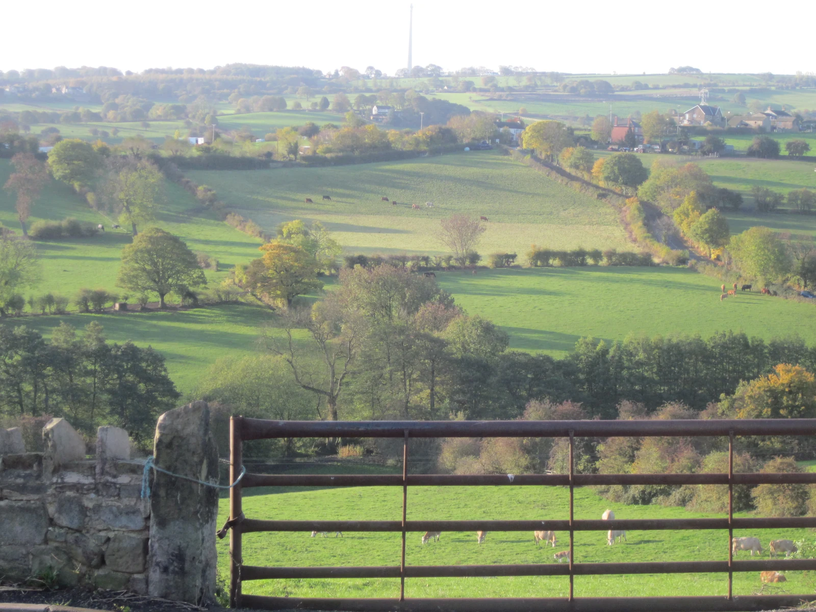 Rolling green fields around Briestfield, with grazing cattle, hedgerows, trees and scattered buildings beyond a farm gate.
